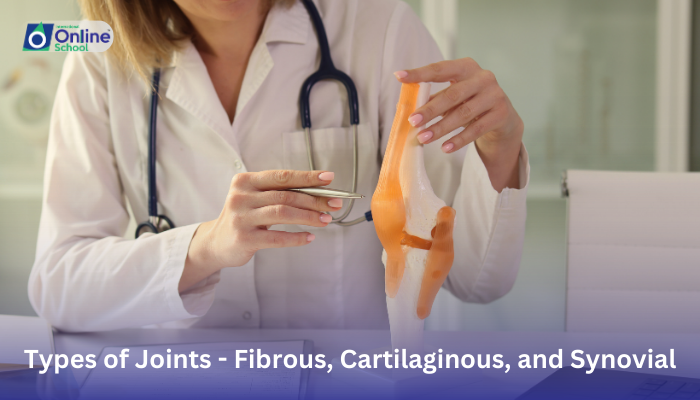 Lesson 05: Types of Joints - Fibrous, Cartilaginous, and Synovial